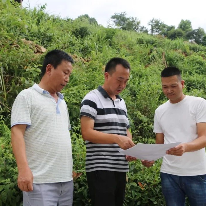 龍安：嚴態勢，多舉措，持續抓好森林資源保護工作