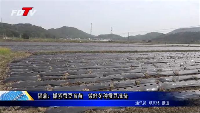 福鼎：抓緊蠶豆育苗  做好冬種蠶豆準(zhǔn)備