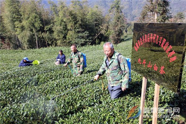 福鼎市農技專家赴點頭茶山指導生態茶園冬季封園管理