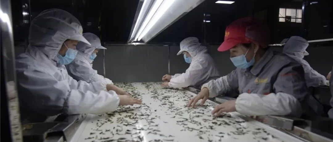 福鼎春意漸濃，茶農(nóng)茶企吹響復(fù)工復(fù)產(chǎn)號角