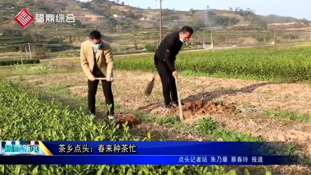 茶鄉點頭：春來種茶忙