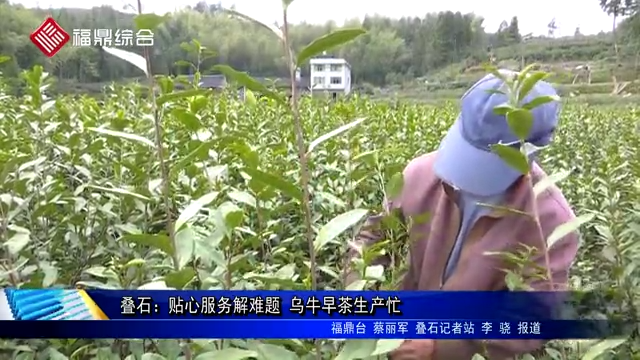 疊石：貼心服務解難題 烏牛早茶生產忙