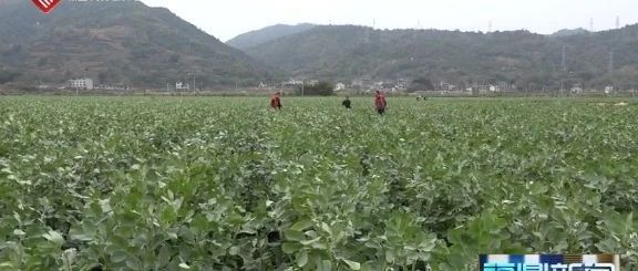 暖心服務(wù)！農(nóng)險理賠到田間，助力抗疫保春耕
