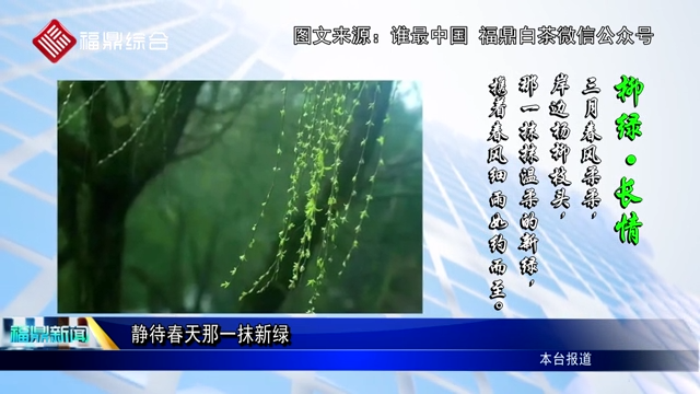 【圖片新聞】靜待春天那一抹新綠
