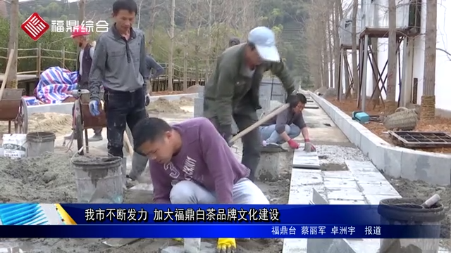 我市不斷發(fā)力 加大福鼎白茶品牌文化建設(shè)