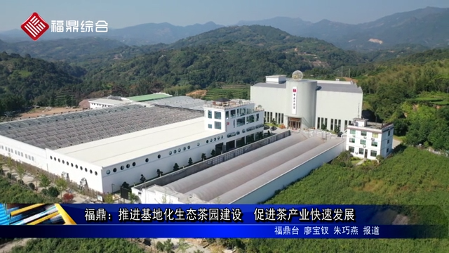 福鼎：推進基地化生態茶園建設  促進茶產業快速發展