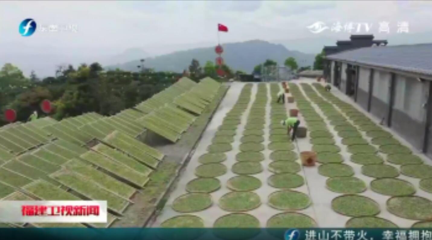 福鼎：疫情防控春茶生產兩不誤 茶青價格穩中有升