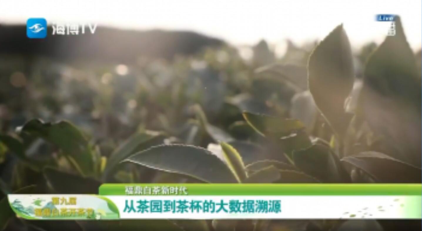 從茶園到茶杯的大數據溯源，我們為您解密