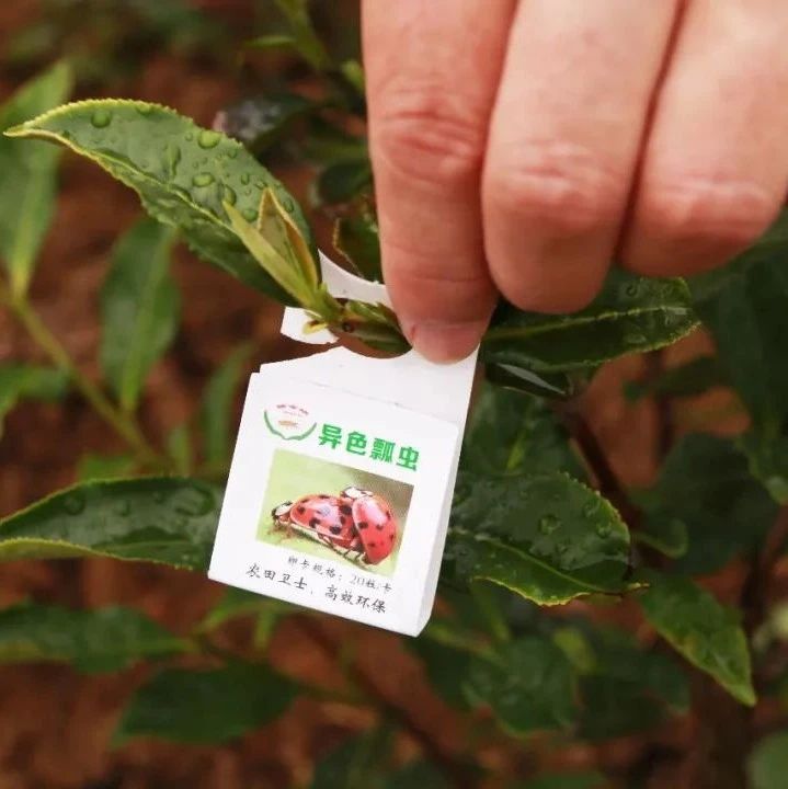 “以蟲治蟲”好神奇！