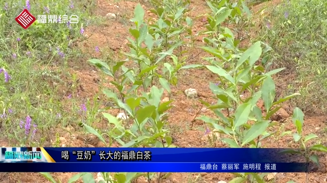 喝“豆奶”長大的福鼎白茶