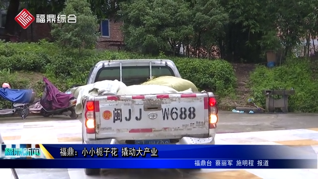 福鼎：小小梔子花 撬動大產業