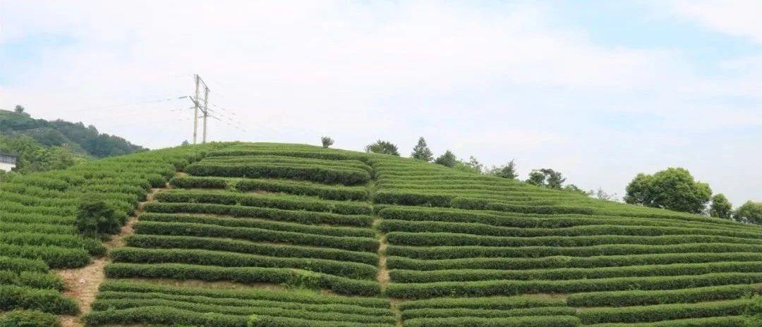 茶林共生，這樣的茶園真不錯(cuò)！