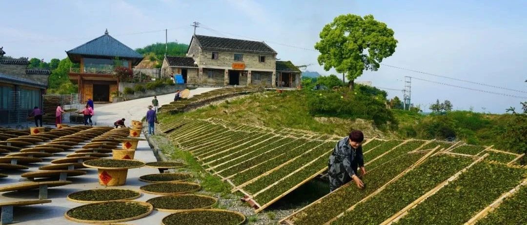 點(diǎn)頭如何打造茶葉“金名片”？看→