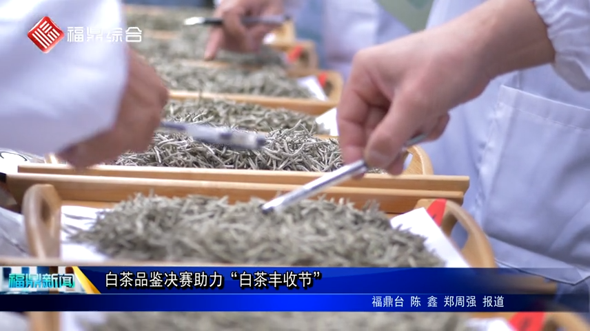 白茶品鑒決賽助力“白茶豐收節”