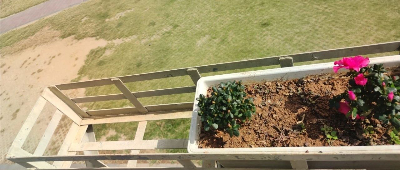 景觀花卉頻頻被偷，是誰的素質“掉了一地”