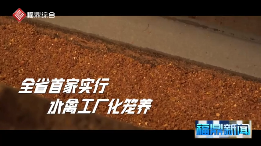 【短視頻】-- -福鼎實行水禽工廠化籠養