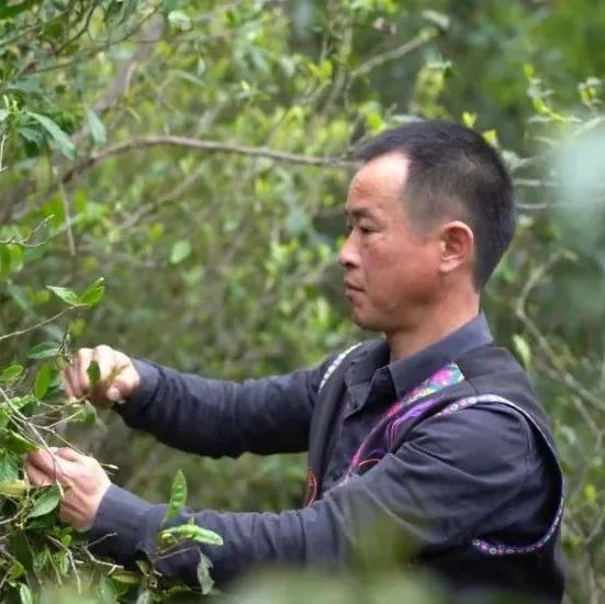 小茶葉成就草根逆襲，更托起山村脫貧致富夢(mèng)