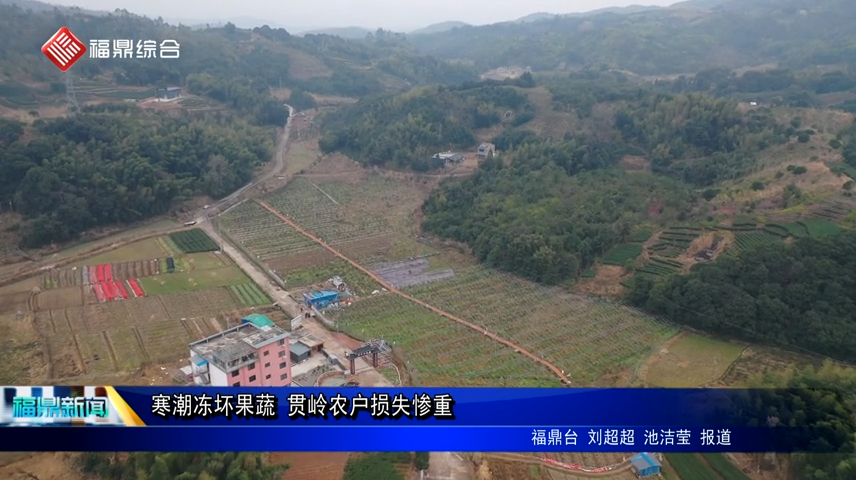 寒潮凍壞果蔬 貫嶺農戶損失慘重