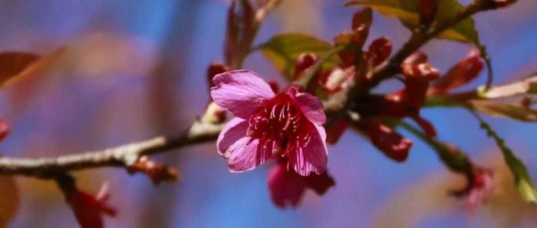 沐浴春風(fēng)，帶你在山花爛漫中，揭開(kāi)前岐鳳桐村的致富秘訣