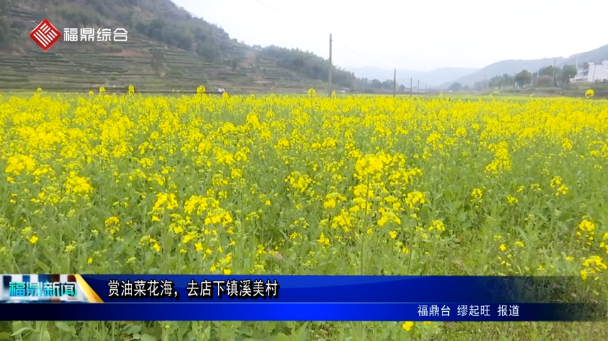 賞油菜花海，去店下鎮溪美村