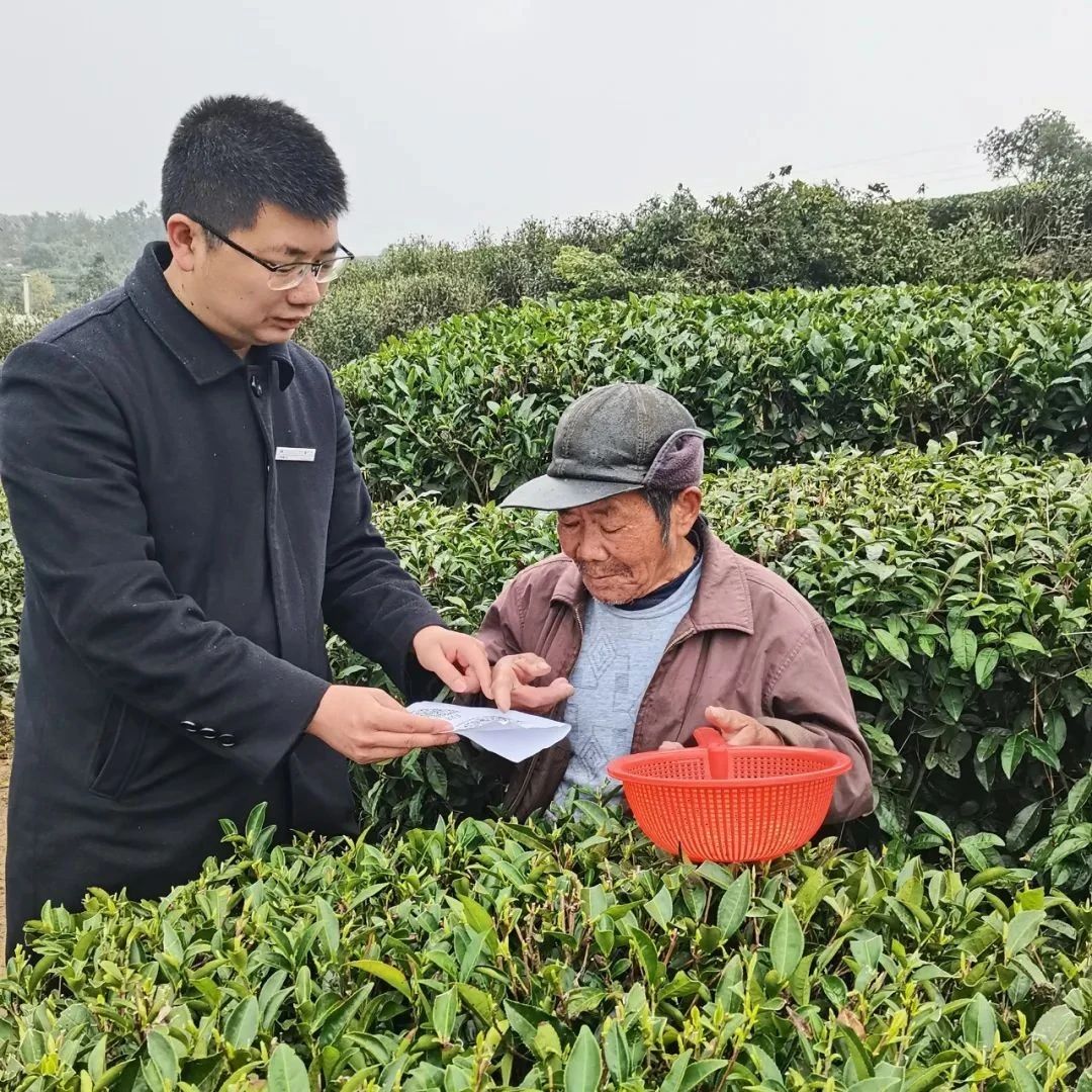 再學習再調研再落實丨暖心助農！225張臨時茶園信息卡一氣呵成