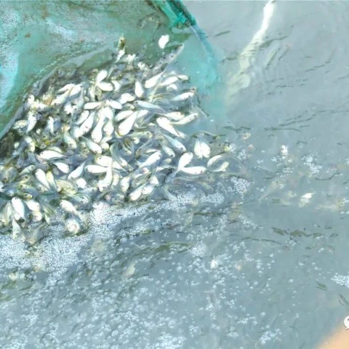 再學(xué)習(xí)再調(diào)研再落實(shí)丨魚(yú)苗安家啦！“藍(lán)色糧倉(cāng)”正蓄力