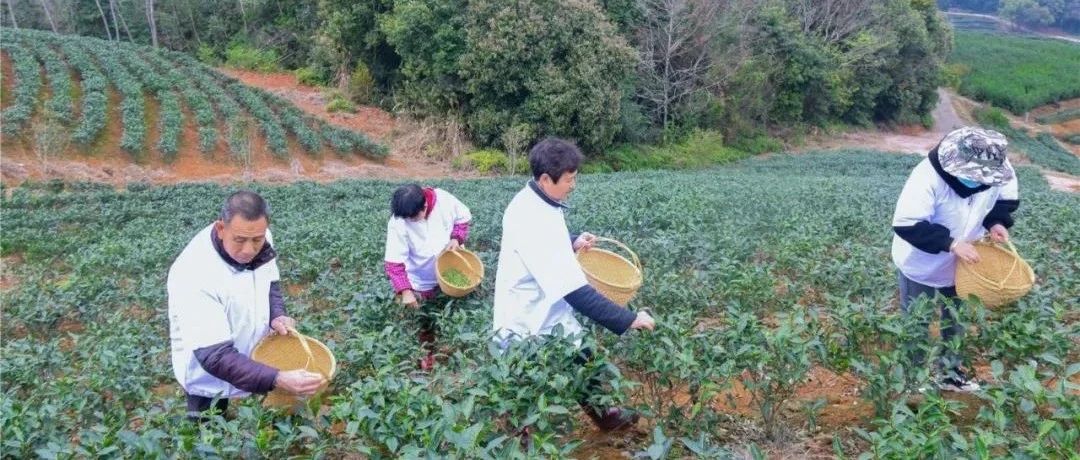 “荒山”變“金山”，這兒的土地“活”了起來……