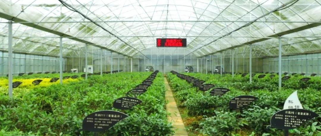 現代茶產業如何做強做大？福鼎赴雅安考察取經