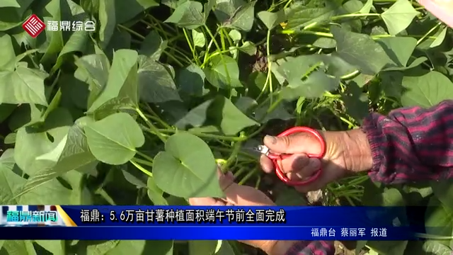 福鼎：5.6萬畝甘薯種植面積端午節(jié)前全面完成