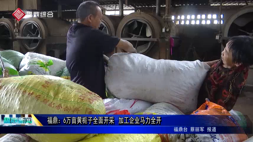 福鼎：6萬畝黃梔子全面開采 加工企業馬力全開