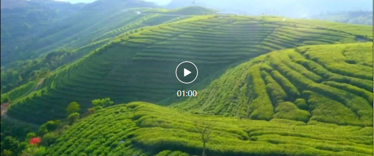 福鼎這片“綠寶藏”，身價百億！