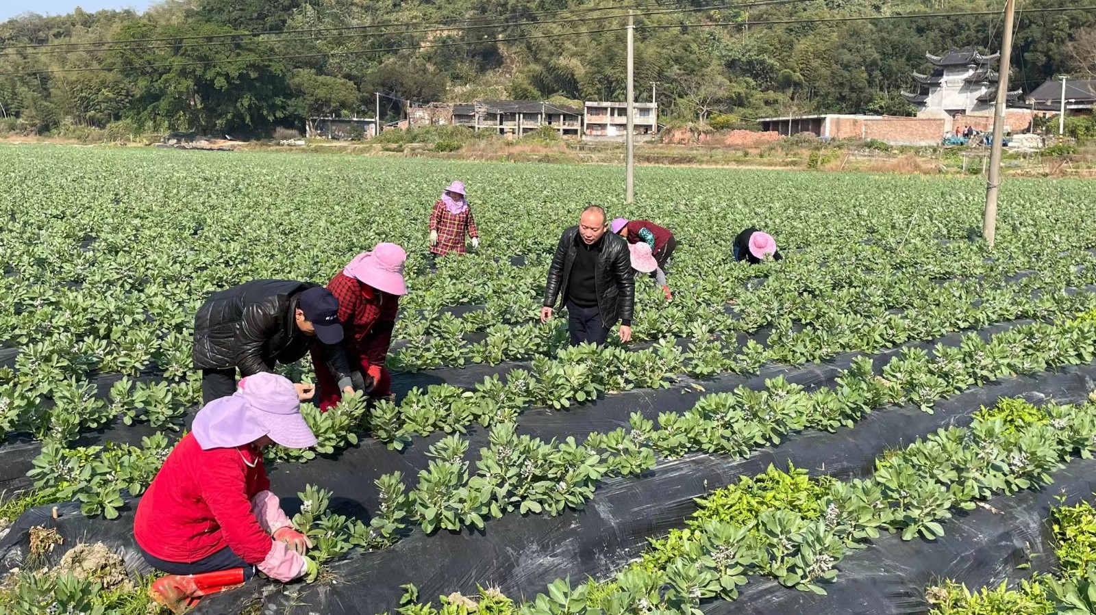 農技下鄉，助力農業生產“開門紅”！