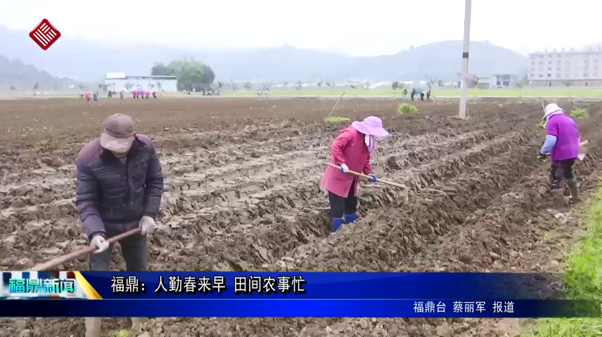 福鼎：人勤春來早 田間農(nóng)事忙