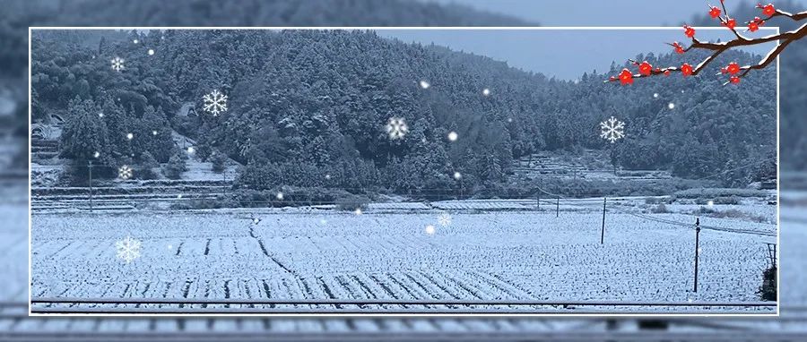 今天福鼎的雪下得很認真！