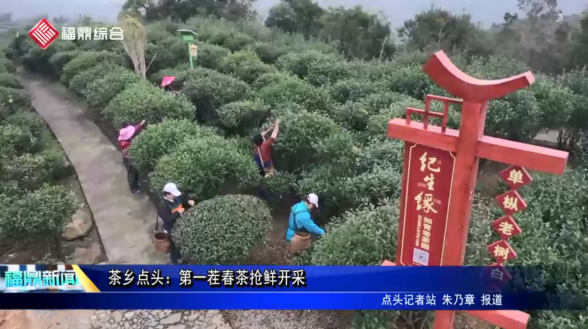 茶鄉點頭：第一茬春茶搶鮮開采