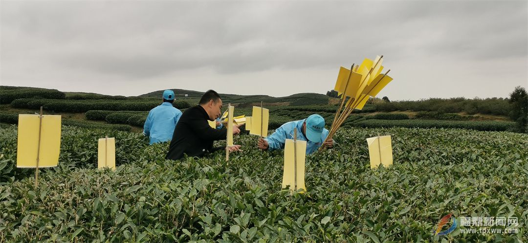 福鼎：茶園抓管理 春茶備戰忙