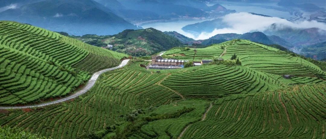 今年福鼎白茶大數(shù)據(jù)溯源平臺(tái)有什么變化？