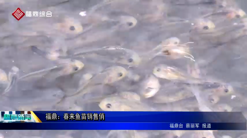 福鼎：春來魚苗銷售俏