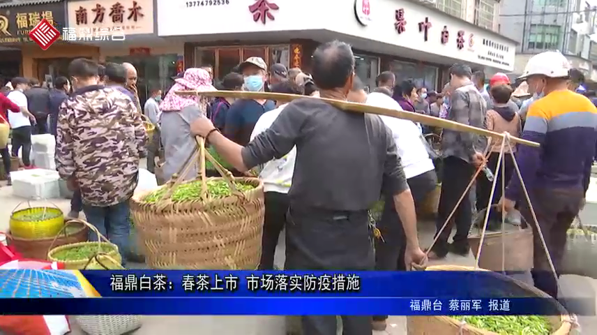 福鼎白茶：春茶上市 市場落實防疫措施