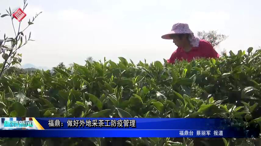 福鼎：做好外地采茶工防疫管理
