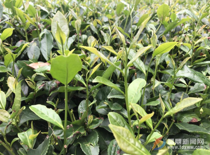 福鼎白茶伏季休茶全面結(jié)束 茶農(nóng)開啟新一輪茶葉采摘