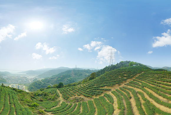 福鼎白茶高質(zhì)量發(fā)展“再”出發(fā)！