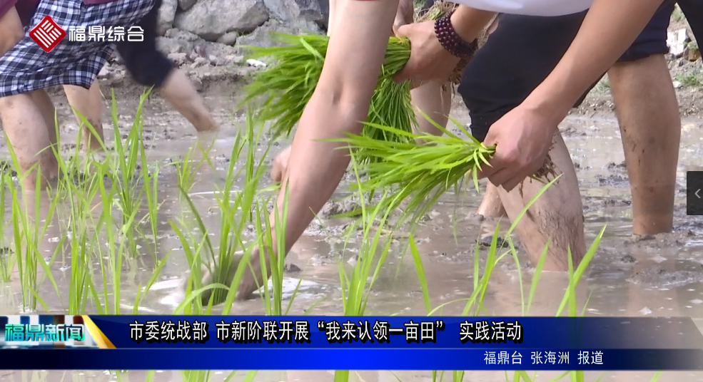 市委統(tǒng)戰(zhàn)部 市新階聯(lián)開展“我來認(rèn)領(lǐng)一畝田” 實(shí)踐活動(dòng)