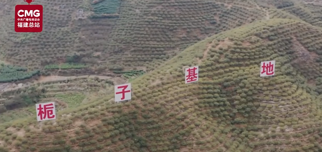 金秋十月 滿載而歸｜金燦燦 黃澄澄 六萬畝黃梔子全面采收