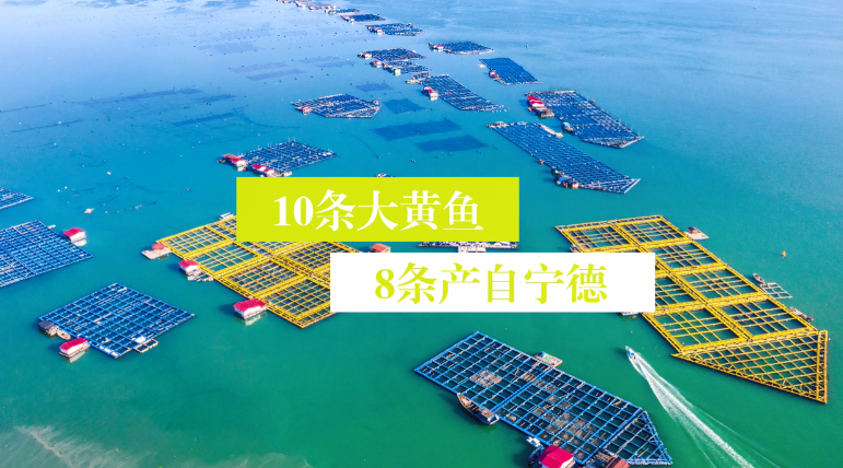 【大黃魚從這里 “游”向全國(guó)、全世界】香煎、紅燒、黃燜、剁椒、干燒……在中國(guó)人的餐桌上，每10條大黃魚有8條來自寧德，大黃魚從這里 “游”向全國(guó)、全世界。