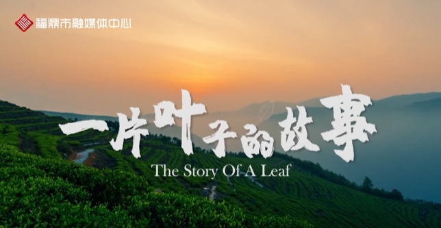 它平凡而渺小，卻歷經(jīng)千年經(jīng)久不衰，它來自山林秘境，卻出圈海外驚艷世界， 它的名字叫做福鼎白茶！且看《一片葉子的故事》！
