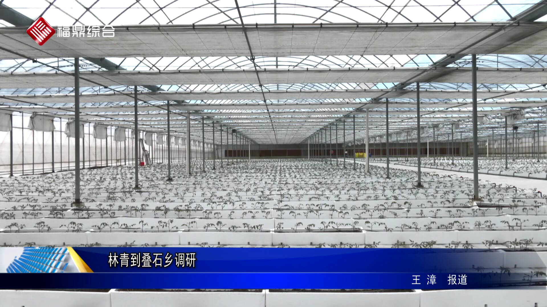 林青到疊石鄉調研