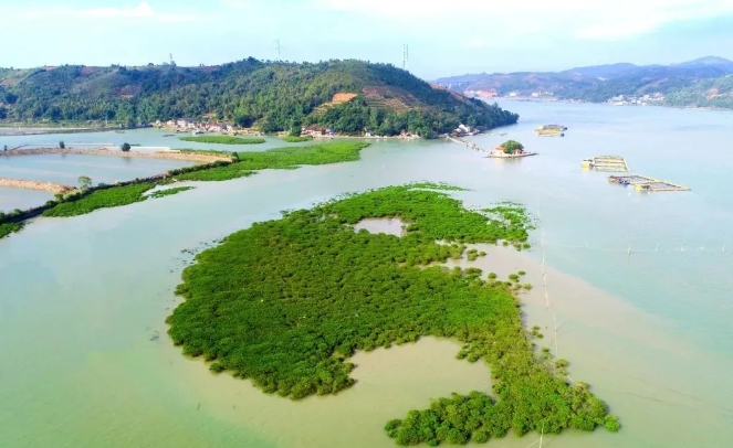 海中植“綠”芯 ，藍疆筑“金”堤