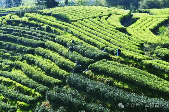 福鼎白茶采摘季到了！他們來了