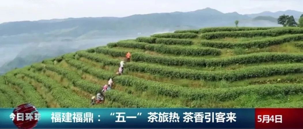 央視關注！“五一”假期，福鼎茶旅熱又“出圈”了！